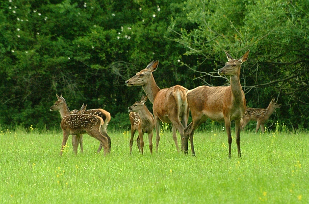 PASSIONE PER IL CERVO